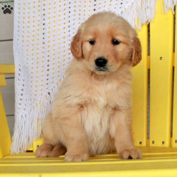 Gus, Golden Retriever Puppy
