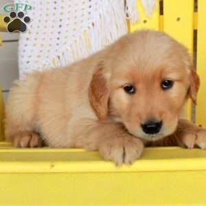 Gus, Golden Retriever Puppy
