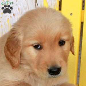 Gus, Golden Retriever Puppy