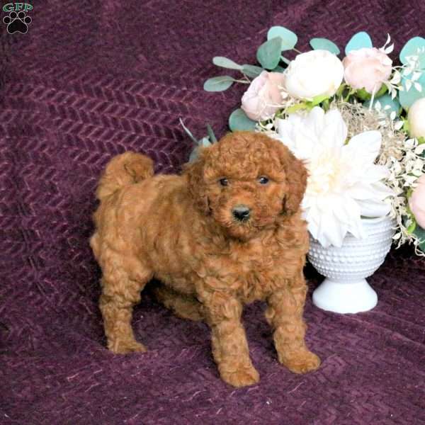 Gwen, Mini Labradoodle Puppy