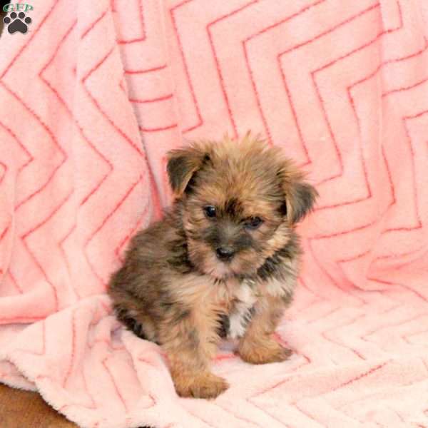 Gwen, Shorkie Puppy