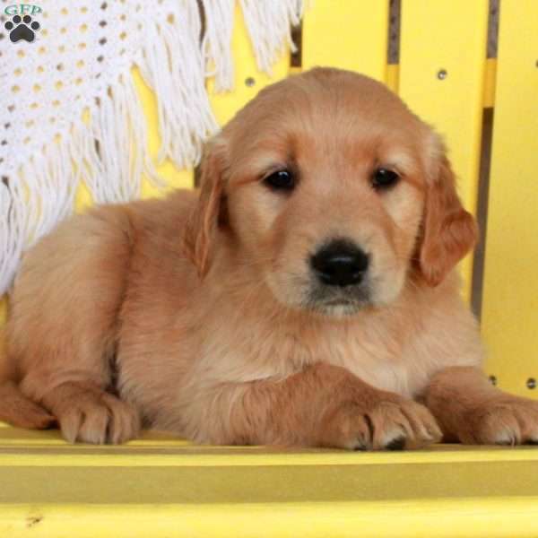 Gwen, Golden Retriever Puppy