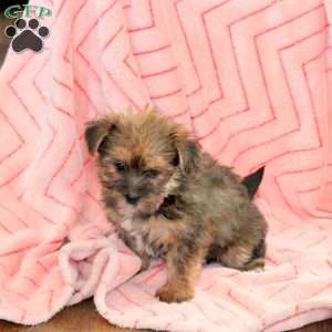 Gwen, Shorkie Puppy