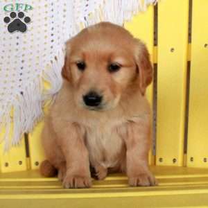 Gwen, Golden Retriever Puppy