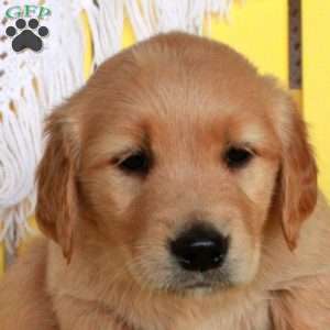 Gwen, Golden Retriever Puppy