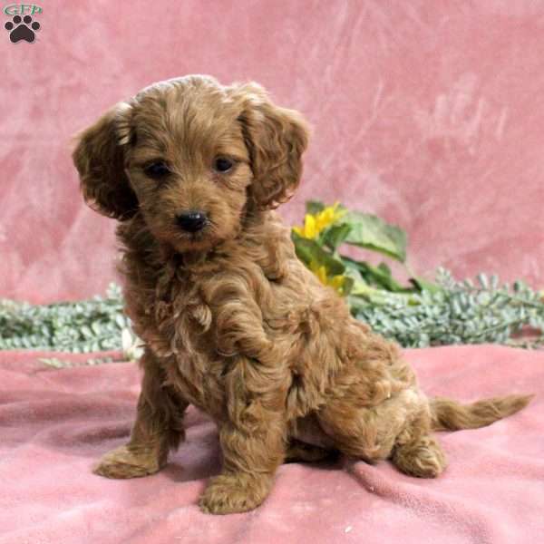 Hadasa, Mini Goldendoodle Puppy