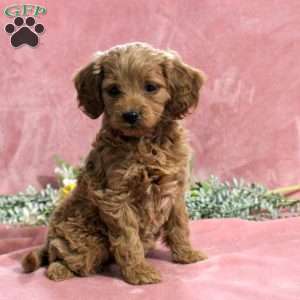 Hadasa, Mini Goldendoodle Puppy