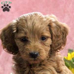 Hadasa, Mini Goldendoodle Puppy