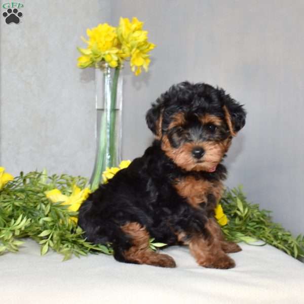 Hadassah, Yorkie Poo Puppy