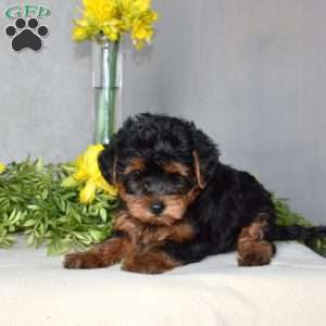 Hadassah, Yorkie Poo Puppy