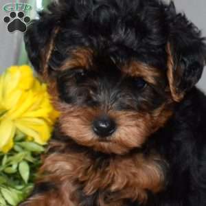 Hadassah, Yorkie Poo Puppy