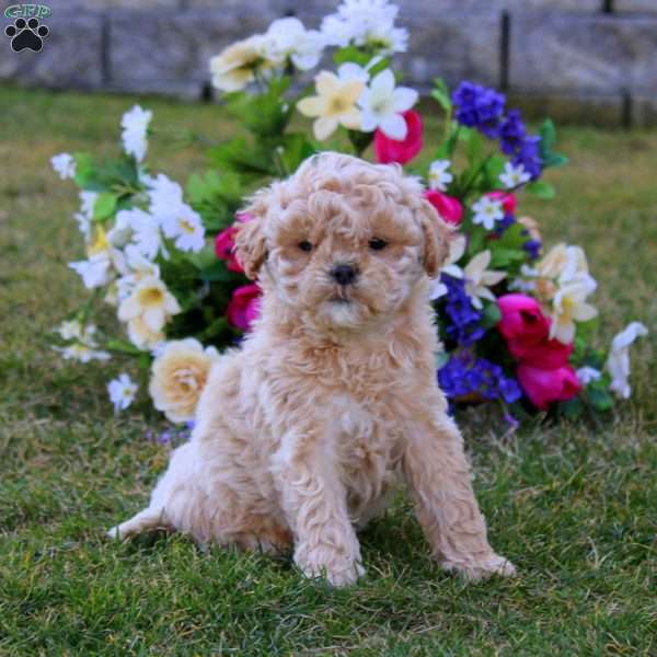 Hank, Shih-Poo Puppy
