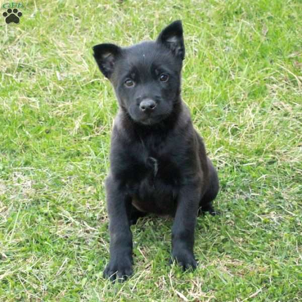 Hannah, Belgian Malinois Puppy