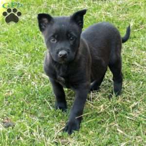 Hannah, Belgian Malinois Puppy
