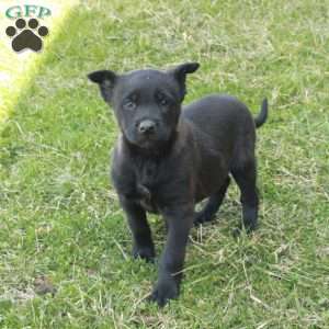 Hannah, Belgian Malinois Puppy
