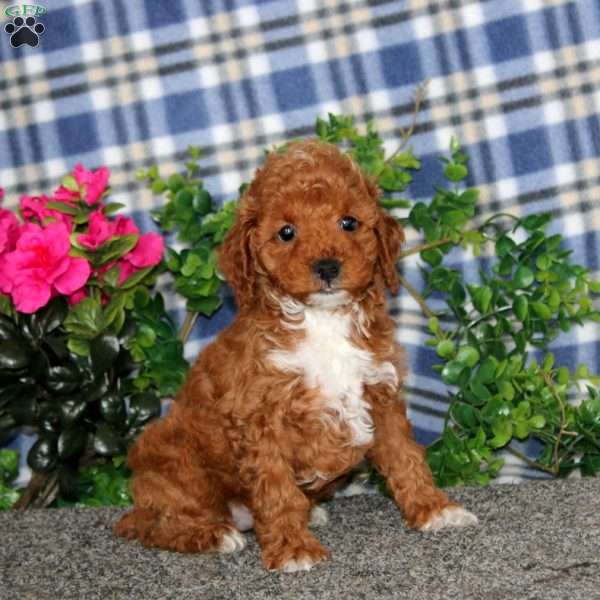 Hannah, Miniature Poodle Puppy