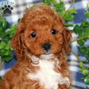 Hannah, Miniature Poodle Puppy