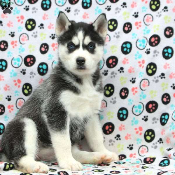 Happy Feet, Siberian Husky Puppy