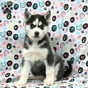 Happy Feet, Siberian Husky Puppy