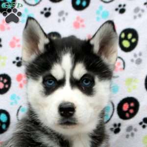 Happy Feet, Siberian Husky Puppy