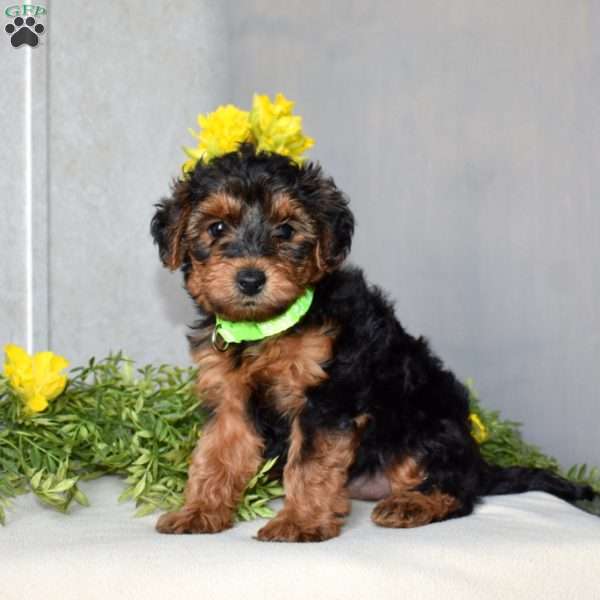 Happy, Yorkie Poo Puppy