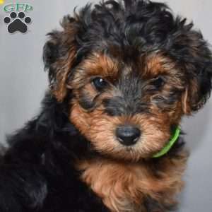 Happy, Yorkie Poo Puppy