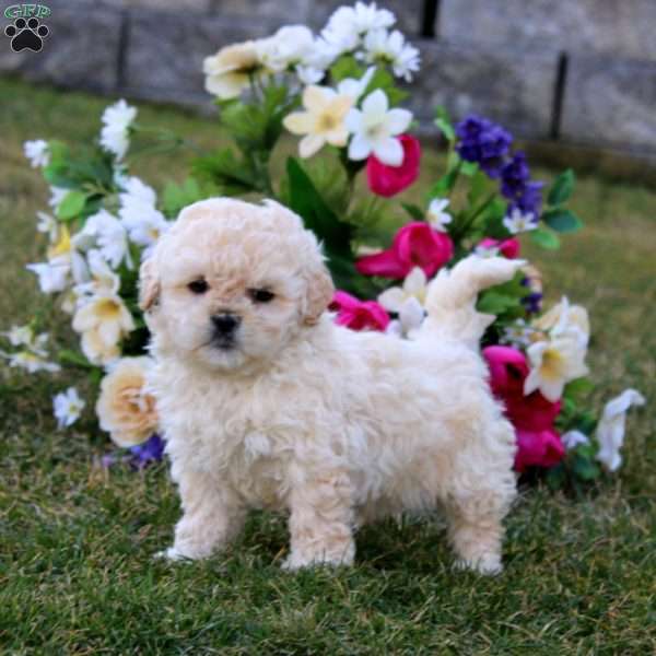 Happy, Shih-Poo Puppy