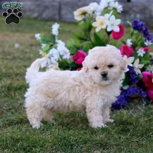 Happy, Shih-Poo Puppy