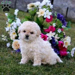 Happy, Shih-Poo Puppy
