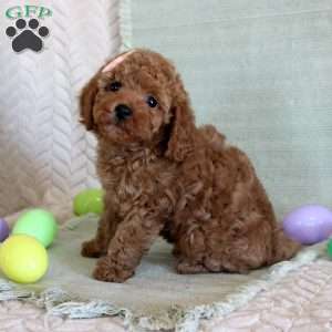 Happy, Toy Poodle Puppy