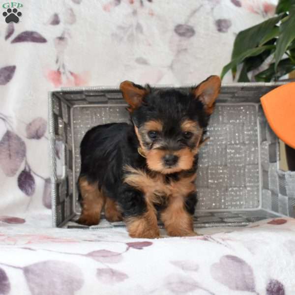 Harley, Yorkie Poo Puppy