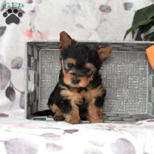 Harley, Yorkie Poo Puppy