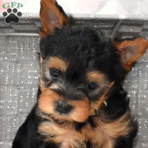 Harley, Yorkie Poo Puppy