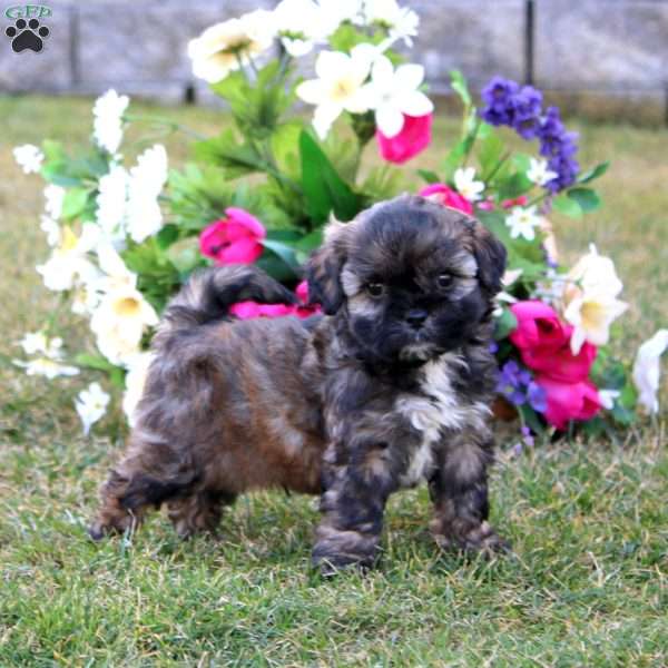 Harley, Shih-Poo Puppy