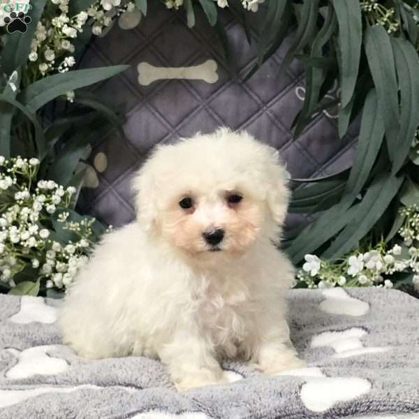 Harlow, Bichon Frise Puppy