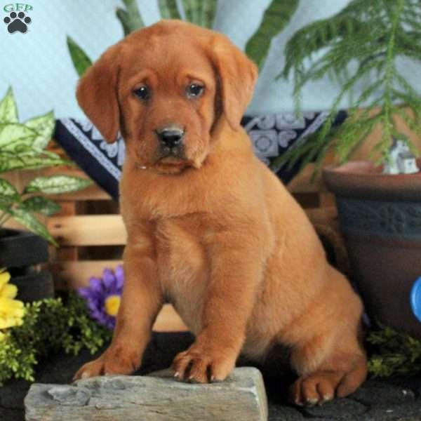 Harper, Fox Red Labrador Retriever Puppy