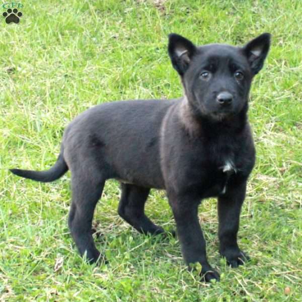 Harper, Belgian Malinois Puppy