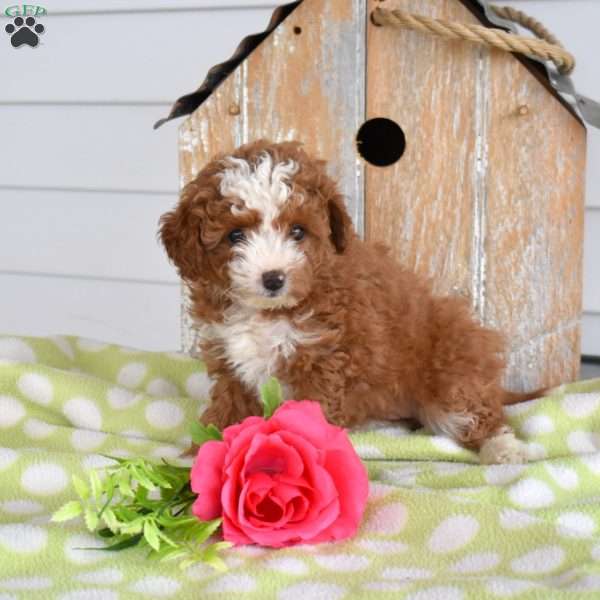 Harper, Miniature Poodle Mix Puppy