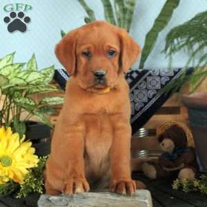 Harper, Fox Red Labrador Retriever Puppy