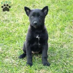 Harper, Belgian Malinois Puppy