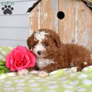 Harper, Miniature Poodle Mix Puppy