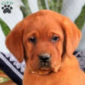 Harper, Fox Red Labrador Retriever Puppy
