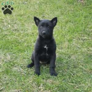 Harper, Belgian Malinois Puppy