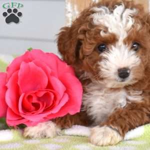 Harper, Miniature Poodle Mix Puppy