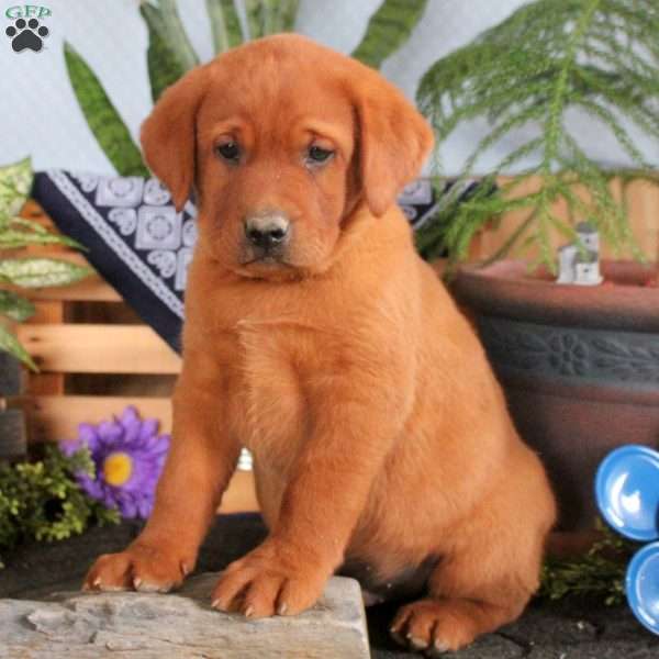 Harrison, Fox Red Labrador Retriever Puppy