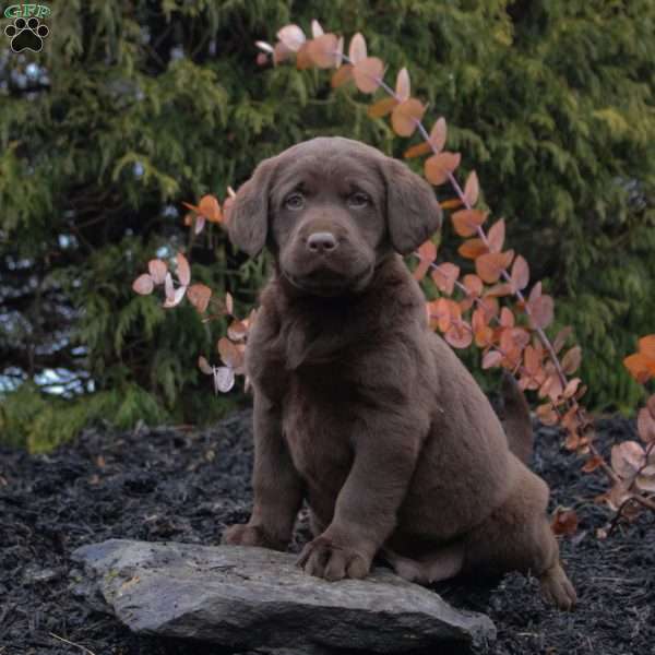 Harry, Chocolate Labrador Retriever Puppy
