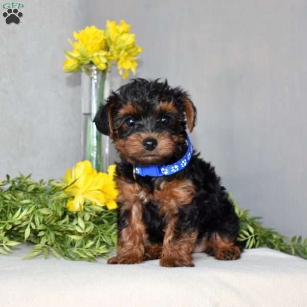 Harvey, Yorkie Poo Puppy