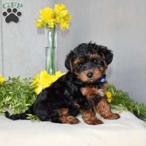 Harvey, Yorkie Poo Puppy
