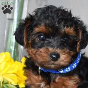 Harvey, Yorkie Poo Puppy