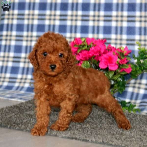 Harvey, Miniature Poodle Puppy